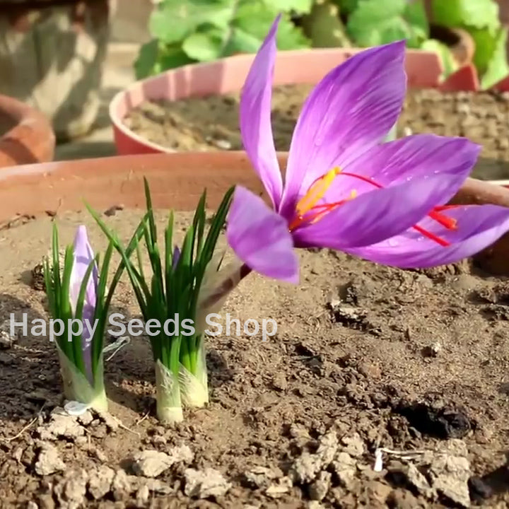US$ 1.78 - 50PCS Saffron Crocus Seeds US$ 1.78 - 50PCS Saffron Crocus Seeds