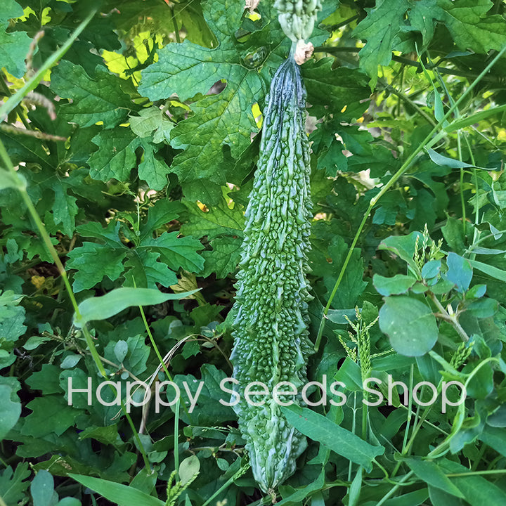Bitter Gourd Long - Happy Seeds Shop
