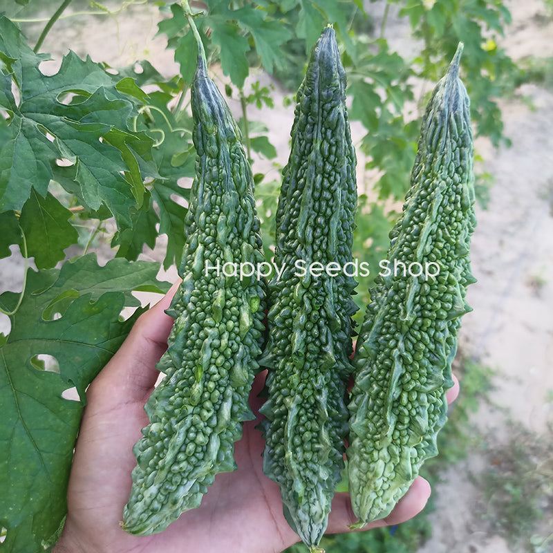 Bitter Gourd Long - Happy Seeds Shop