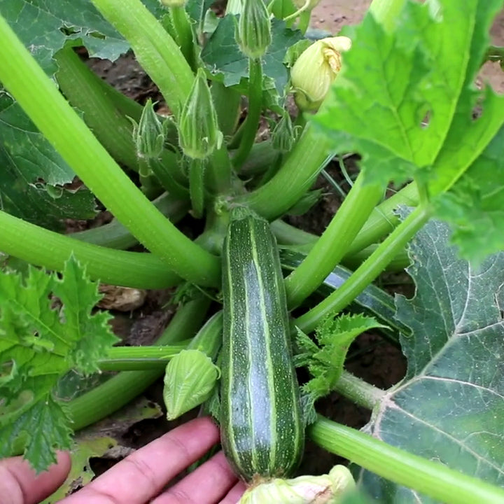 Cocozelle Summer Squash - Happy Seeds Shop