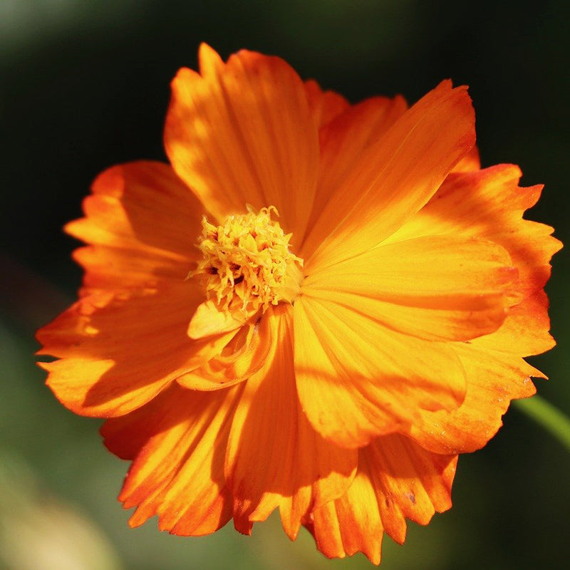 Cosmos Bright Lights mix - Happy Seeds Shop