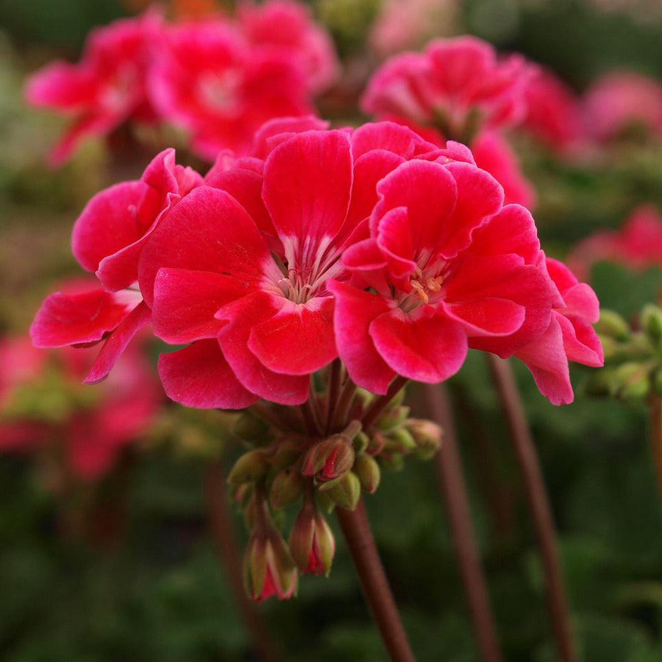 Geranium mix color seeds - Happy Seeds Shop