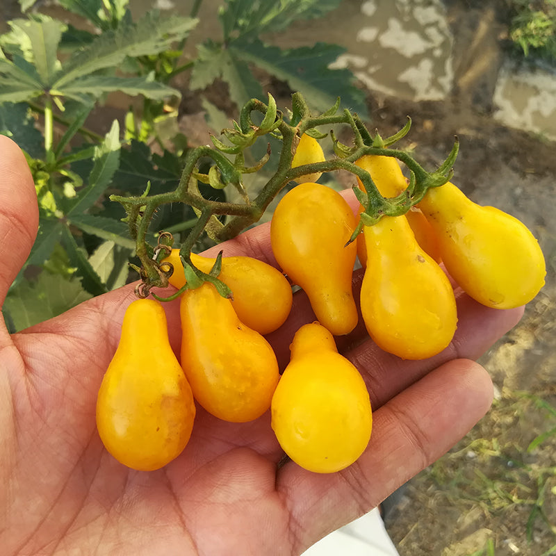 Yellow Pear Tomato