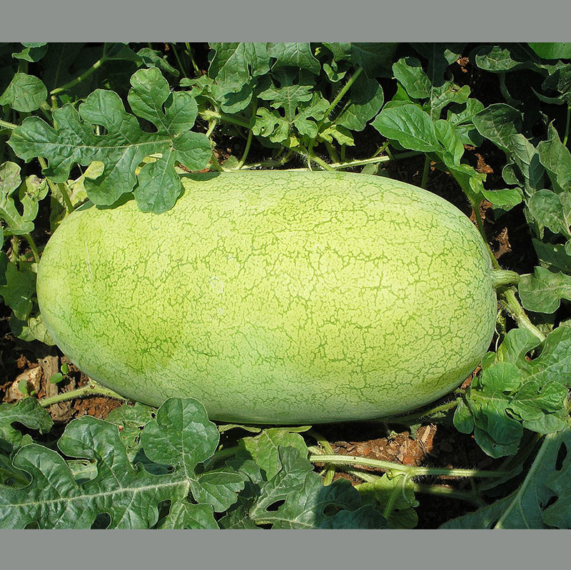 Charleston Gray Watermelon