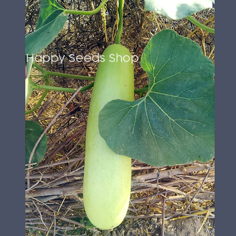 Long Gourd Seeds 