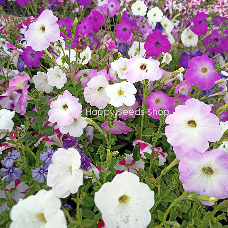 Petunia Mix color - Happy Seeds Shop