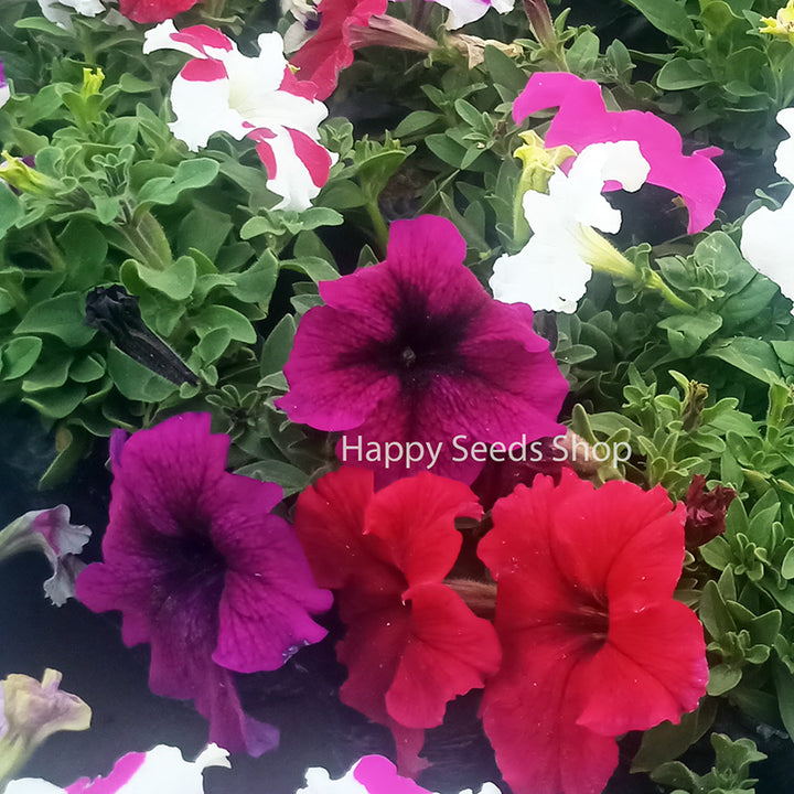Petunia falcon mix color flowers