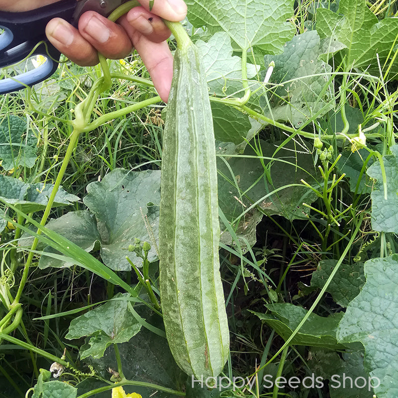 Ridge gourd - Happy Seeds Shop