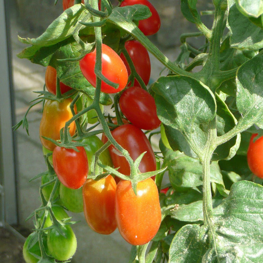 Tomato Sahel Indeterminate - Happy Seeds Shop
