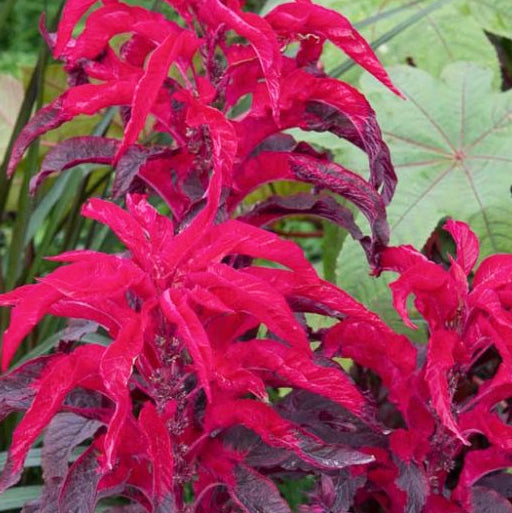 Amaranthus Early Splendor - Happy Seeds Shop