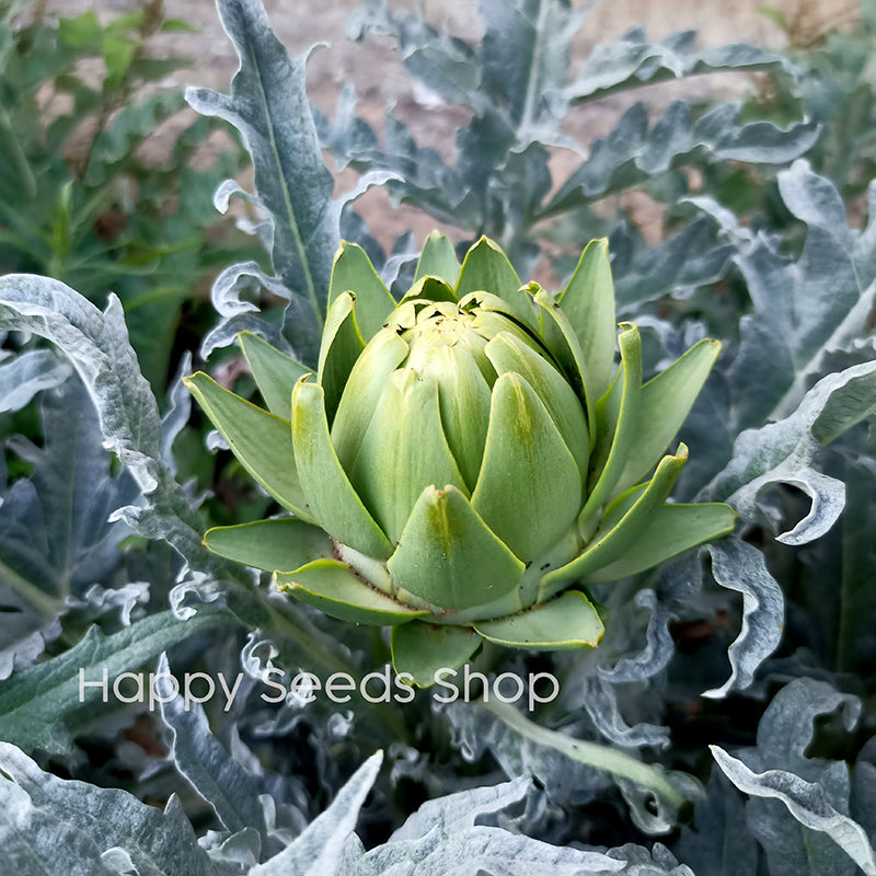 Artichoke Green Globe - Happy Seeds Shop