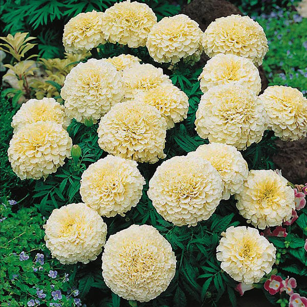 White Marigold - Happy Seeds Shop