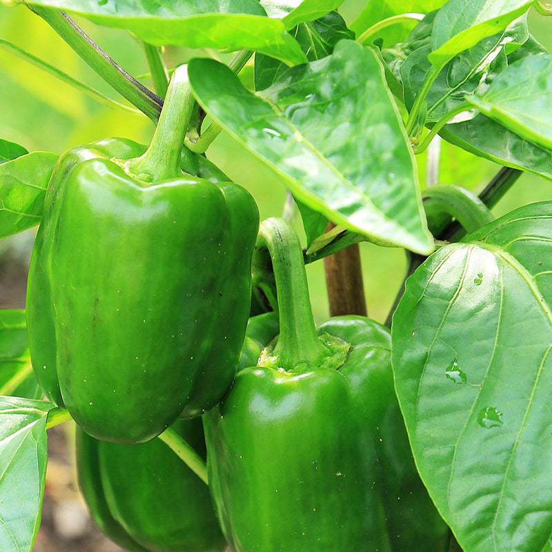 Capsicum green Yolo Wonder - Happy Seeds Shop