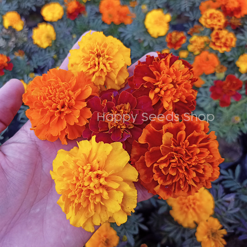 Marigold Bonanza Mix - Happy Seeds Shop