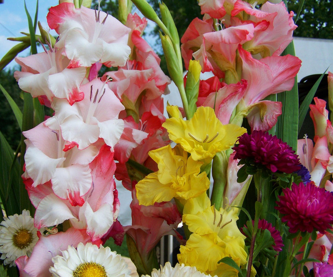 Gladiolus flower Bulbs | 6 bulbs , Mix colors, Big size bulbs