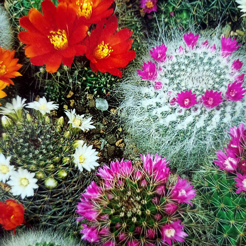 Cactus Mix - Happy Seeds Shop