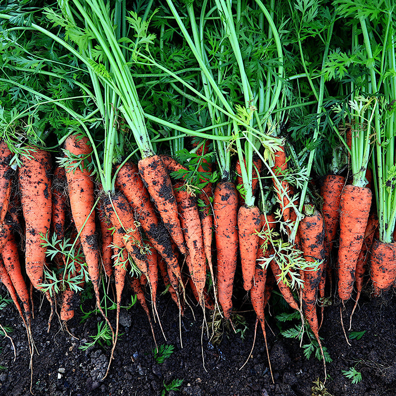 Orange Carrot - Happy Seeds Shop