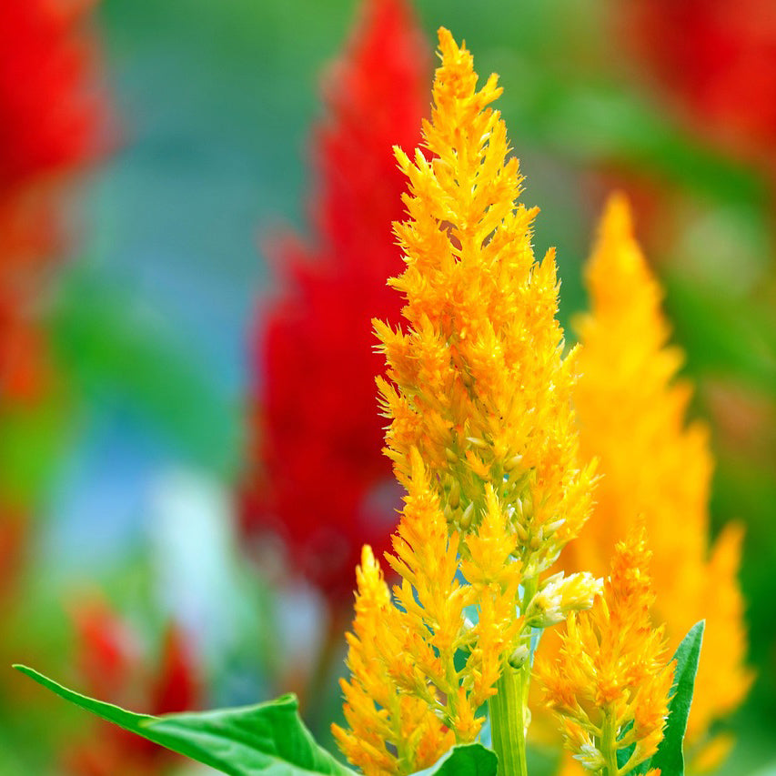 Celosia mix - Happy Seeds Shop