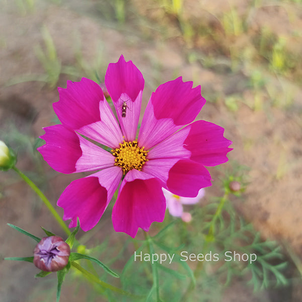 Cosmos Sea Shells mix - Happy Seeds Shop
