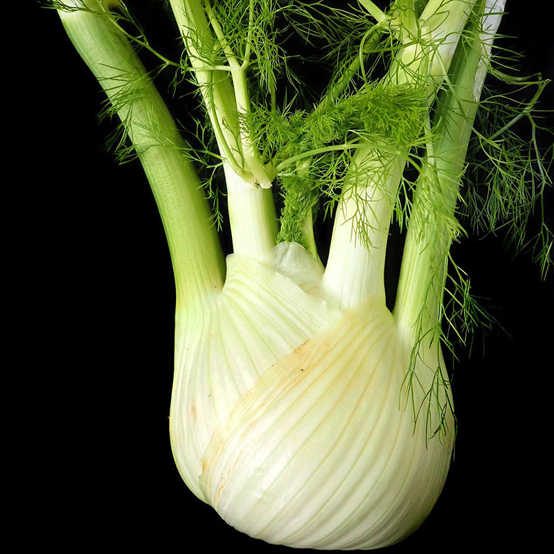 Fennel Romanesco Florence Fennel Seeds Happy Seeds Shop