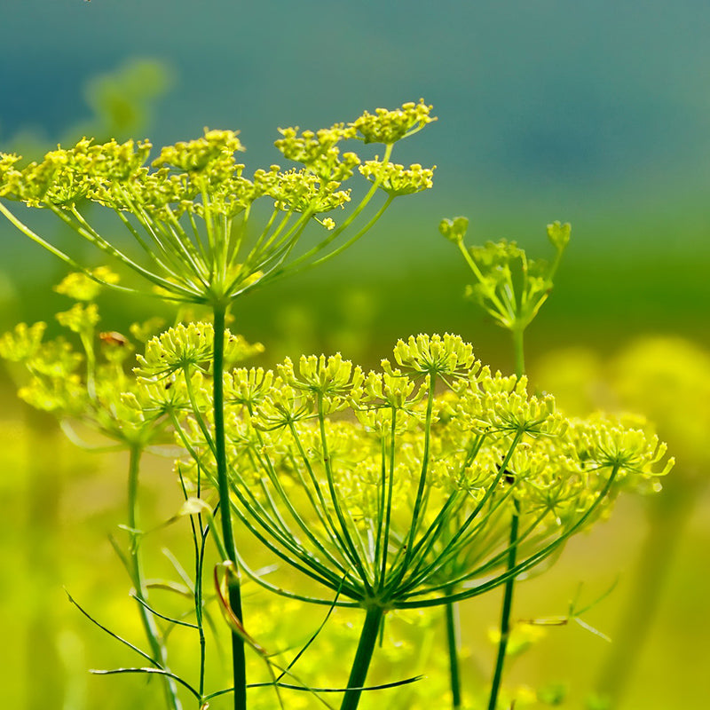 fennel seed plant images Fennel Sweet Herb