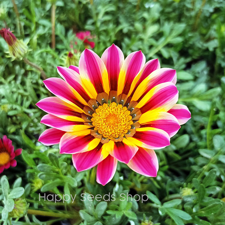 Gazania Sunshine Mix - Happy Seeds Shop