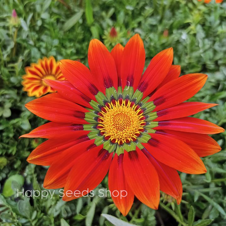Gazania Sunshine Mix - Happy Seeds Shop