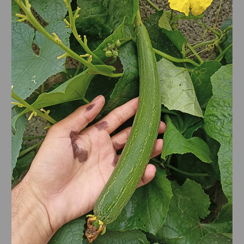 Sponge gourd Dark Green - Happy Seeds Shop