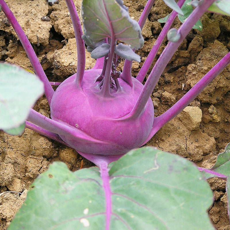 Kohlrabi Purple Vienna - Happy Seeds Shop