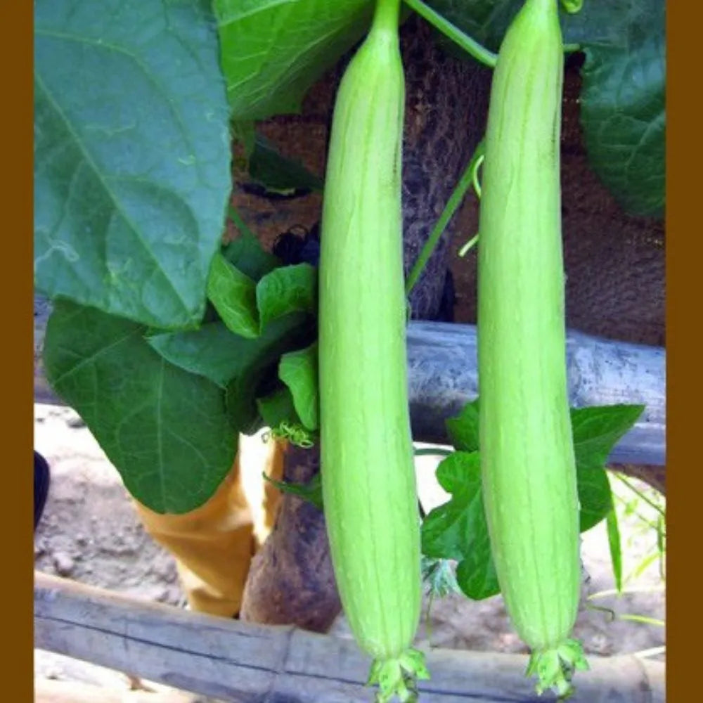 Sponge Gourd White Amber - Happy Seeds Shop