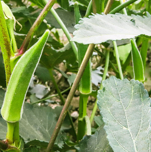 Ladyfinger Super green - Happy Seeds Shop