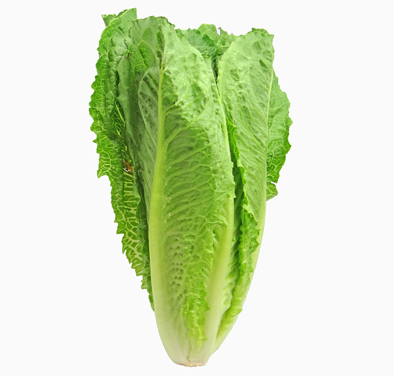 Lettuce Romaine | Tall Leaf Lettuce