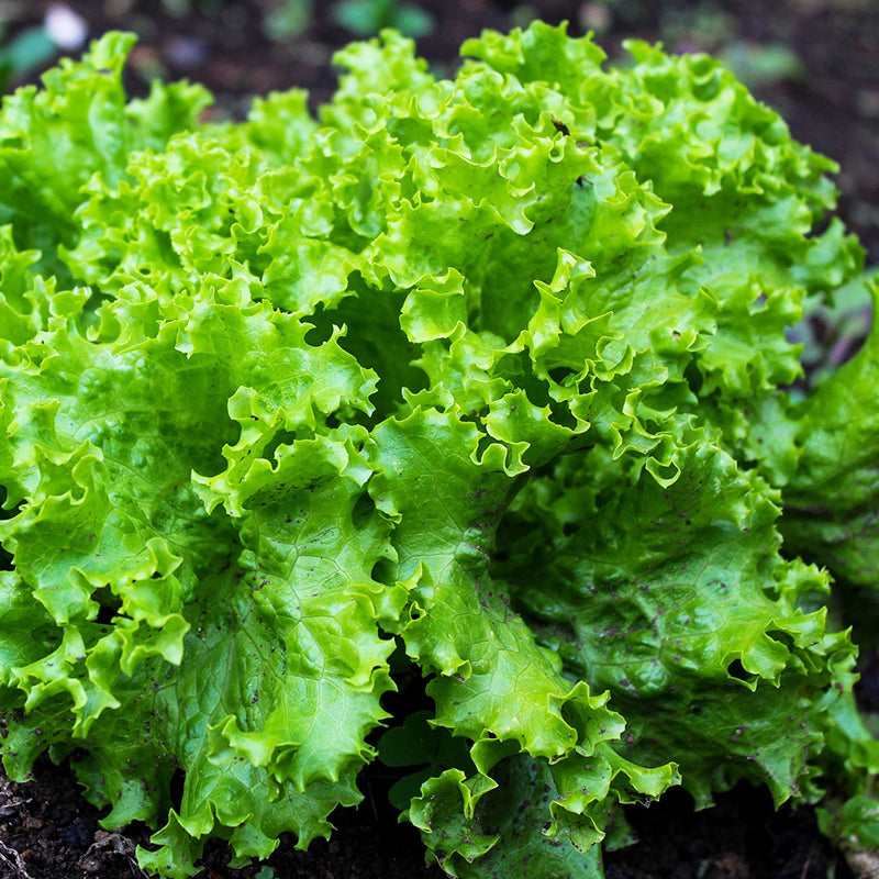 Lettuce Grand rapids - Happy Seeds Shop