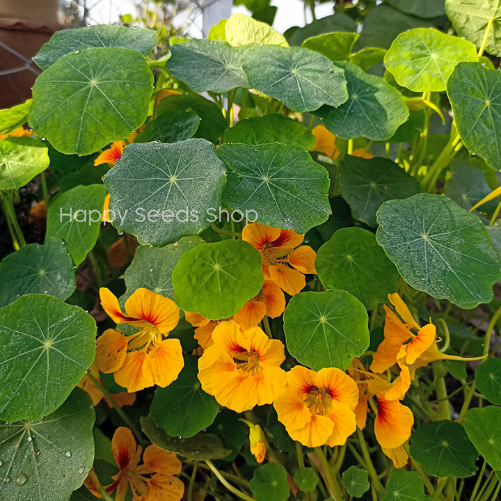 Nasturtium Jewel mix - Happy Seeds Shop
