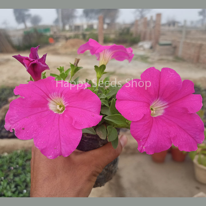 Petunia Falcon mixture | 150+ Seeds