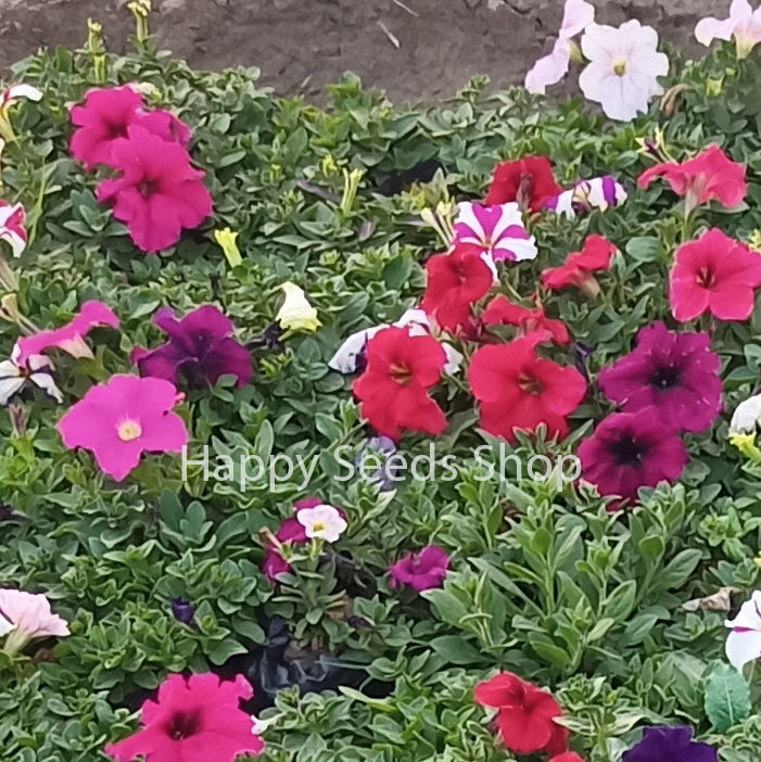 Petunia Falcon mixture | 150+ Seeds