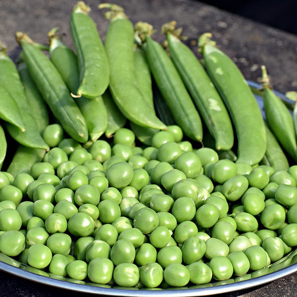 Garden Peas - Happy Seeds Shop