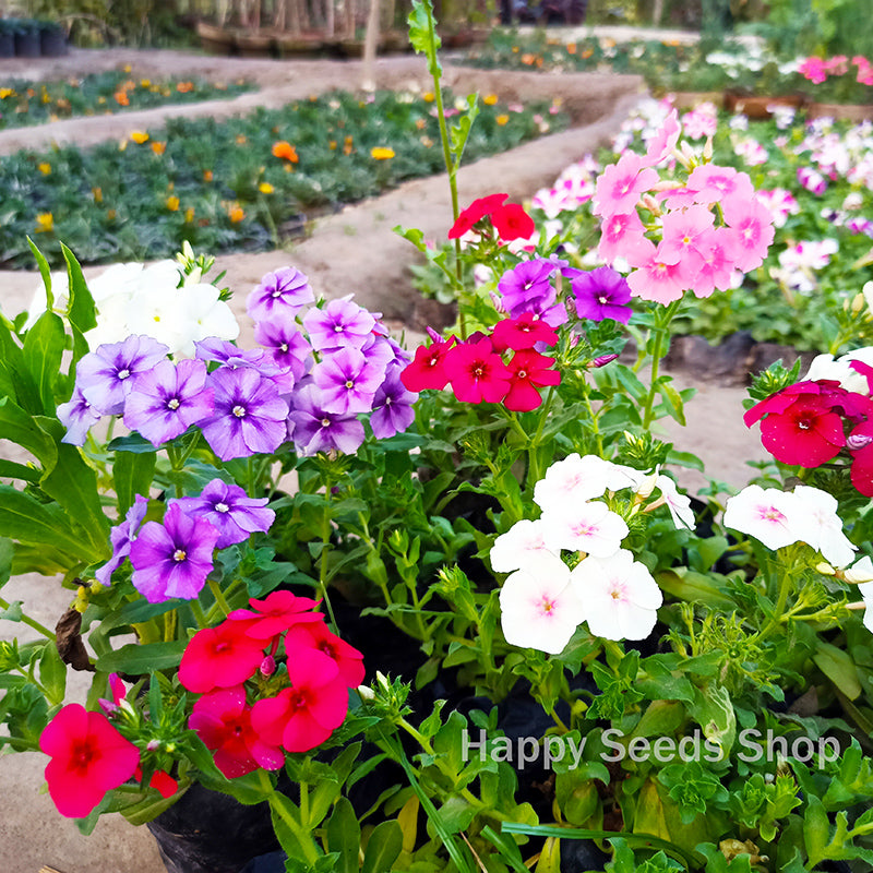 Annual Phlox mix color - Happy Seeds Shop
