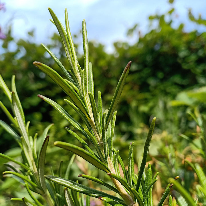 Rosemary herb seeds