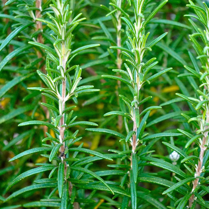 Rosemary herb seeds