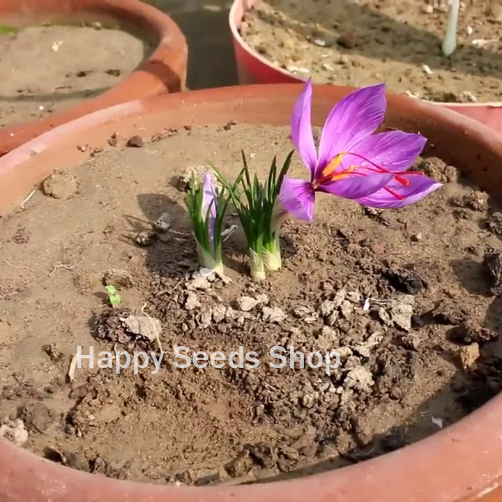 saffron plant seeds for sale Saffron Flower bulbs