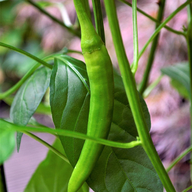 Chinese hot pepper - Happy Seeds Shop