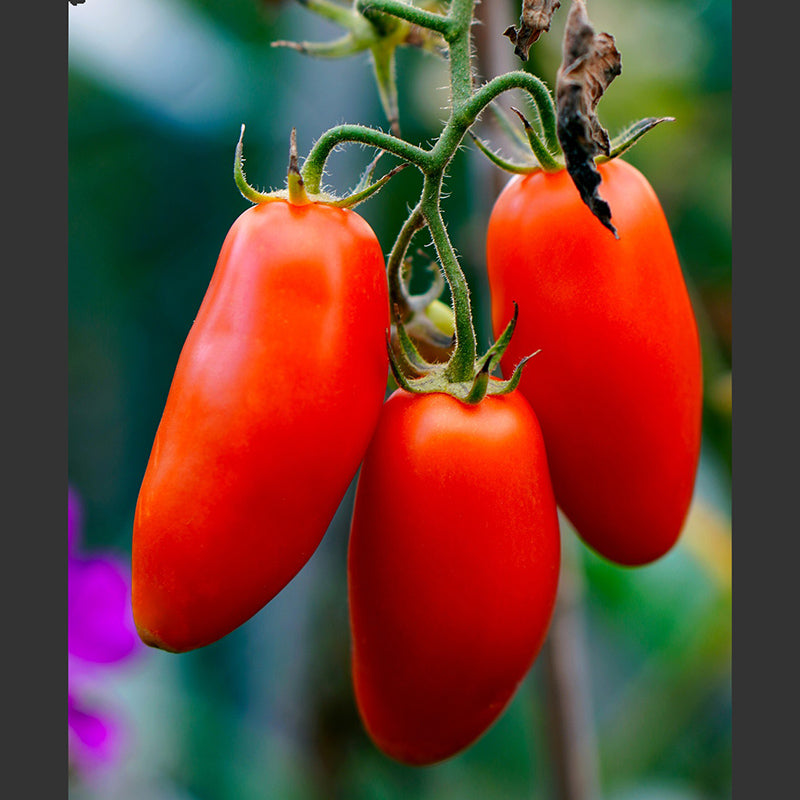 San Marzano tomato - Happy Seeds Shop