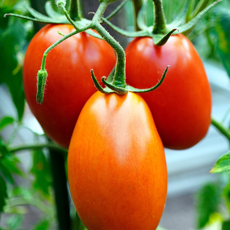 Rio Grande Tomato - Happy Seeds Shop