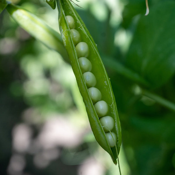 Garden Peas - Happy Seeds Shop