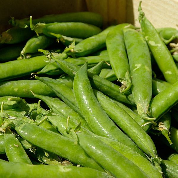 Garden Peas - Happy Seeds Shop