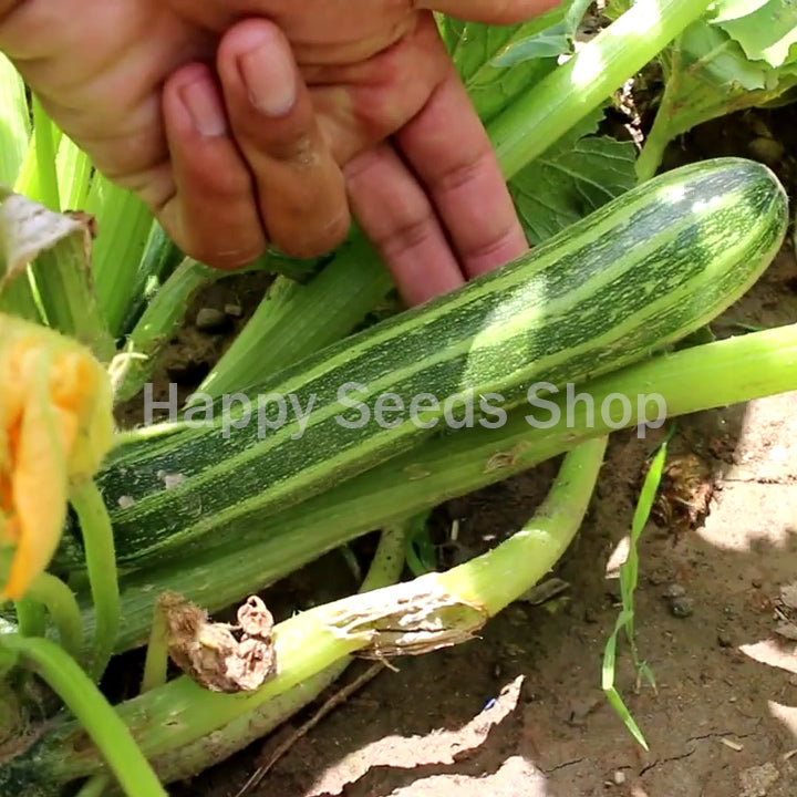 Cocozelle Summer Squash - Happy Seeds Shop