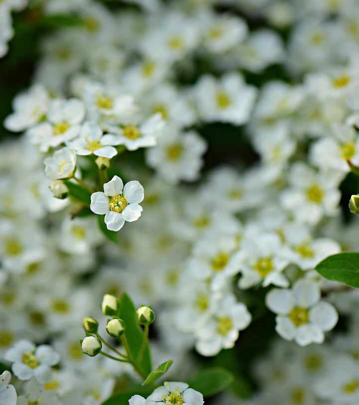 Sweet alyssum mix color