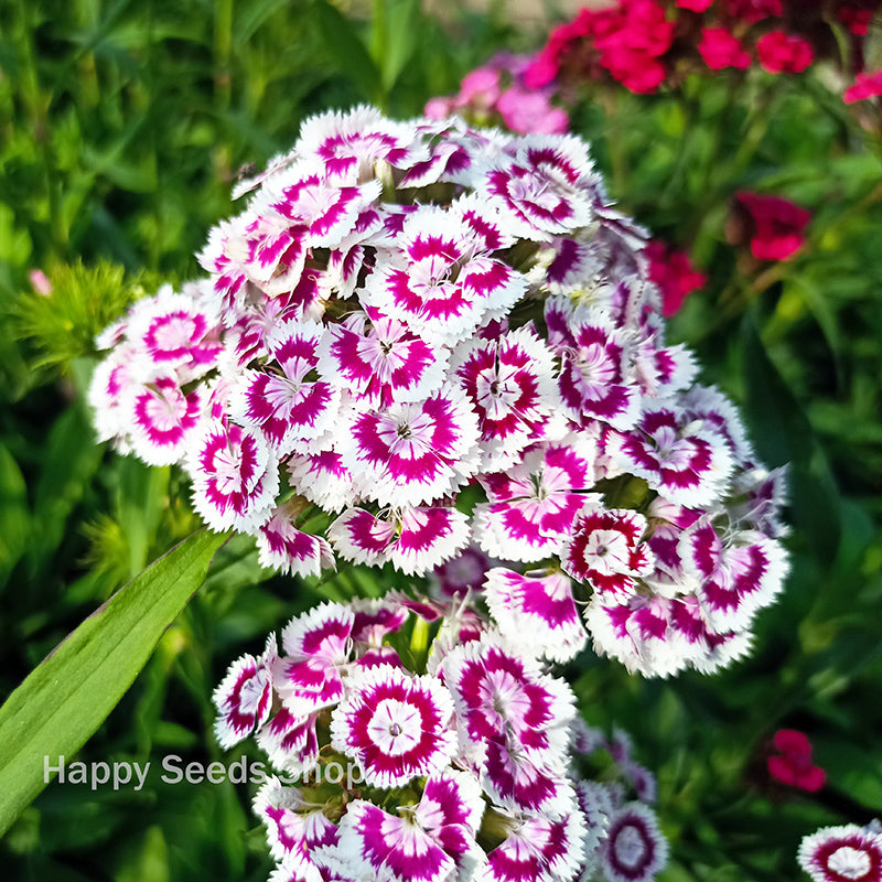 Sweet William Special Mixed - Dianthus barbatus