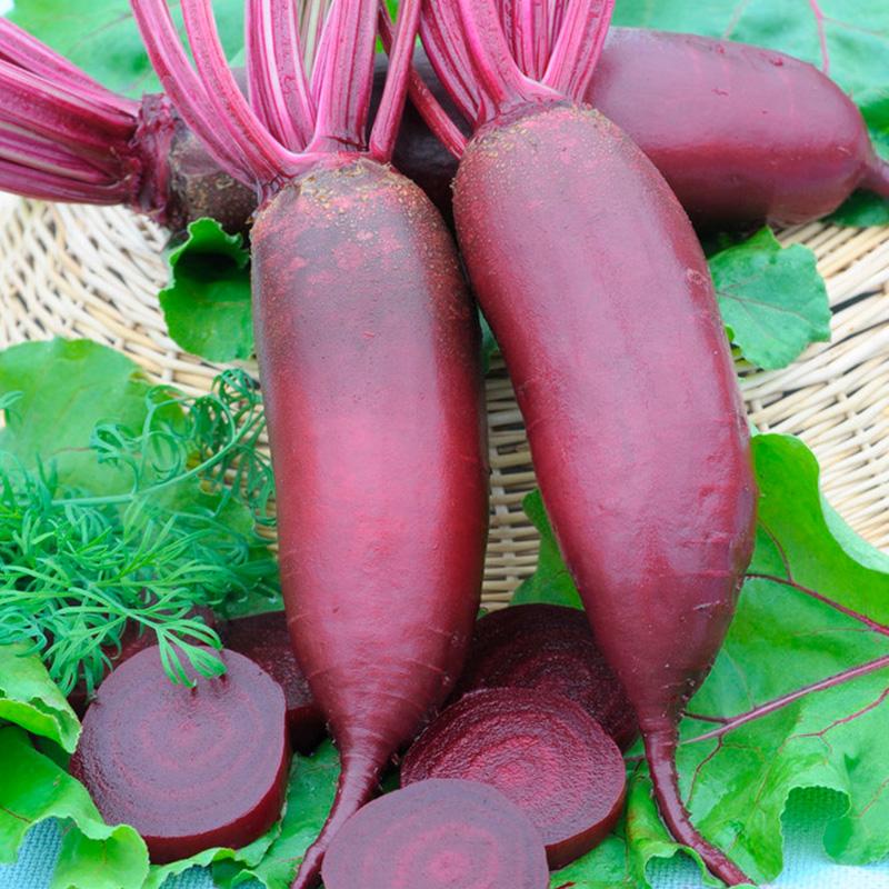 Beetroot Cylindra red